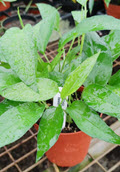 4" Epipremnum Pinnatum Skeleton Key